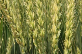 含羞草与巴西含羞草的区别是什么，巴西含羞草基本介绍