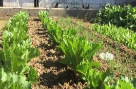 蔬菜种植知识，温汤浸种方法