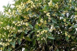 月月红桂苗多少钱一株,月月红桂有何特点