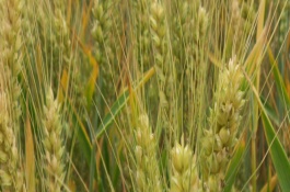 芒种忙什么,芒种都忙些什么