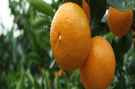 皇帝柑的品种有几种，皇帝柑树苗哪里有卖的