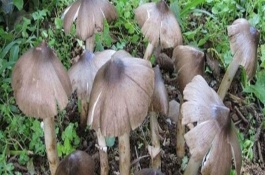 鸡枞菌的生长环境有什么特点，鸡枞菌可以人工种植吗