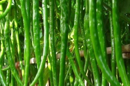 二金条和二荆条的区别，二金条二荆条植株特征