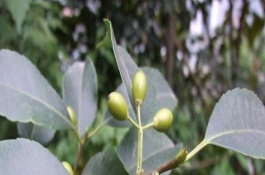 冬青花语，冬青的特点
