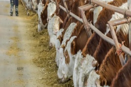 几种因污染而造成的饲料营养损失，微生物类污染