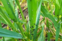 高产抗病抗倒的小麦品种有哪些,百农4199