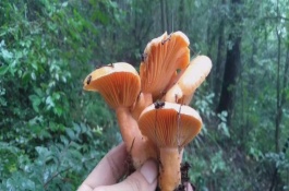 枞树菌生长环境,枞树菌的特征
