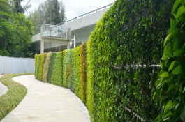 雪桃树苗的品种和价格