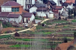 豌豆产地在哪里，豌豆有哪些优质品种