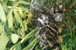花生白绢病的防治方法，花生白绢病发病条件