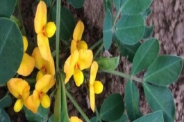 花生花期管理技术要点，花期一般多长时间