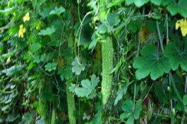 苦瓜露地种植技术