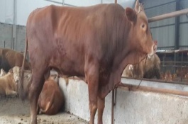 肉用型家畜有哪些特点，在漫长的人类发展历史中