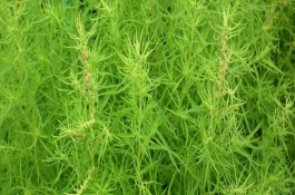 扫帚菜种植技术