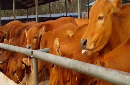 哪里有肉牛养殖场，养殖肉牛的效益