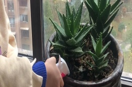 芦荟需要浇水吗，芦荟需要浇水