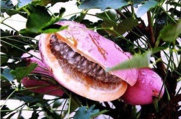 桃苗最新品种及价格,中油16号