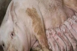 母猪产前10天打伪狂犬有效吗，母猪产前喘气急促是什么原因