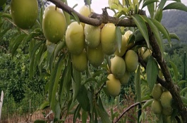 一株李苗多少钱，李子种植效益如何