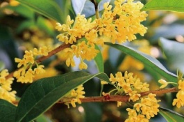 一棵四季桂花树苗多少钱,四季桂花树苗几年能开花