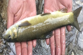 细鳞鱼一斤多少钱