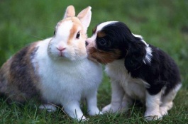 养兔子赚钱吗，种兔防疫费