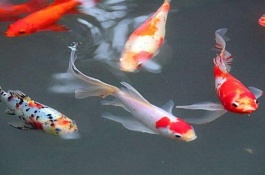 锦鲤鱼苗什么品种好,浅黄锦鲤苗