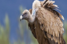 秃鹫和兀鹫的区别，生活习性不同