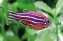 哪种小型淡水鱼好养，斑马鱼的养殖要点