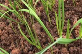 韭菜怎样种植技术，韭菜什么时候种合适