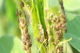 花生蚜虫用什么药最有效，花生蚜虫什么时候防治效果好