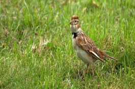 溪石斑鱼一斤多少钱，溪石斑鱼的市场前景