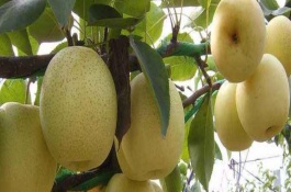 春季梨树栽培管理要点