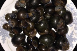 田螺养殖赚钱吗，田螺的塘间管理