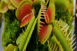 食虫草的种植方法，土壤及环境要求