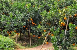 纽荷尔脐橙的产地在哪里