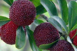 杨梅树苗的价格是多少，杨梅种植前景分析