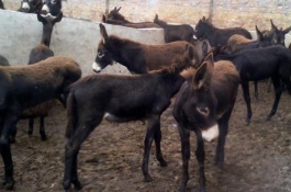 市场上驴肉的价格是多少，养驴的成本与利润