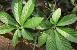 河南邓州市有哪些特产，河南邓州市的特产有哪些