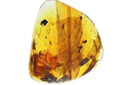 亿年前凶猛古鸟类是怎么被发现的，凶猛的古鸟有什么特征