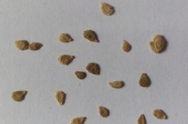 越冬茬番茄利润高,种植越冬茬番茄需要注意什么,注意天气影响