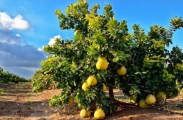 柚子树苗的价格是多少，柚子种植利润如何