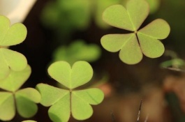 三叶草种子一斤多少钱,三叶草的价值