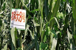 农科大8号玉米品种介绍，农科大8号是由西北农林科技大学