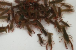 如何选择小龙虾苗