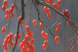 为什么要吃柿子，霜降为什么要吃柿子