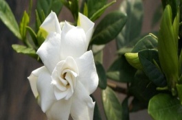 五宝杜鹃花产地在哪里,五宝杜鹃花产地在哪