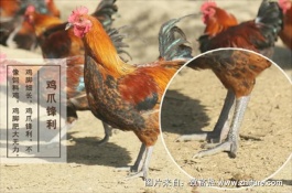 山西晋城有哪些特产