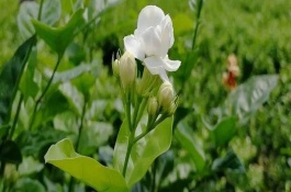 茉莉花一年开几次花，茉莉花什么时候开花