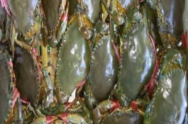 青蟹苗有哪些品种，青蟹的产地在哪